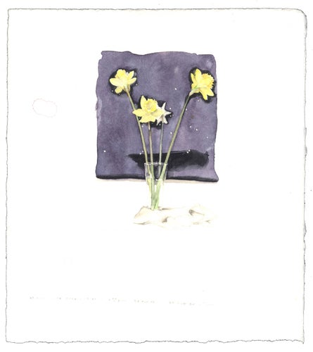 Daffodils with Star Map image