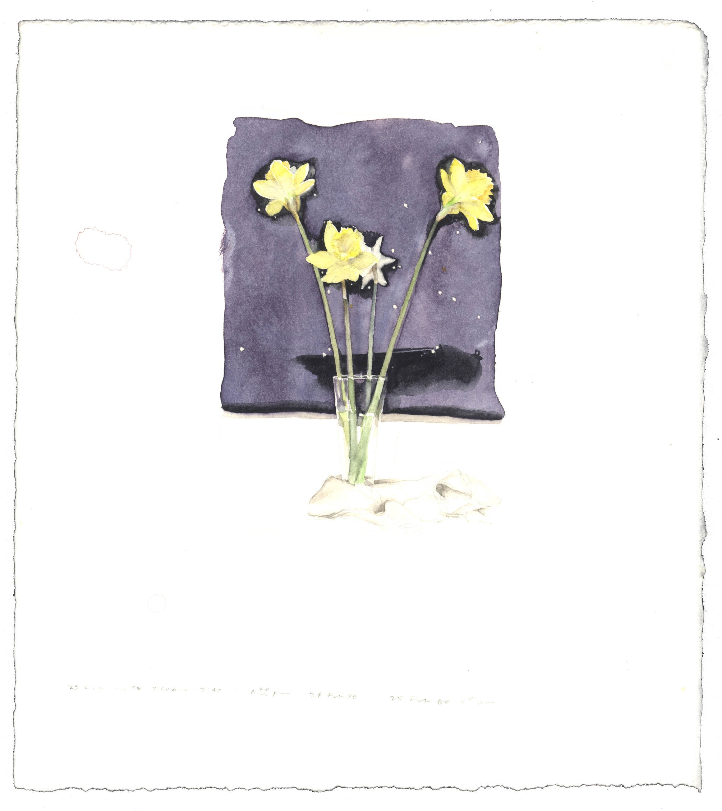 Daffodils with Star Map image