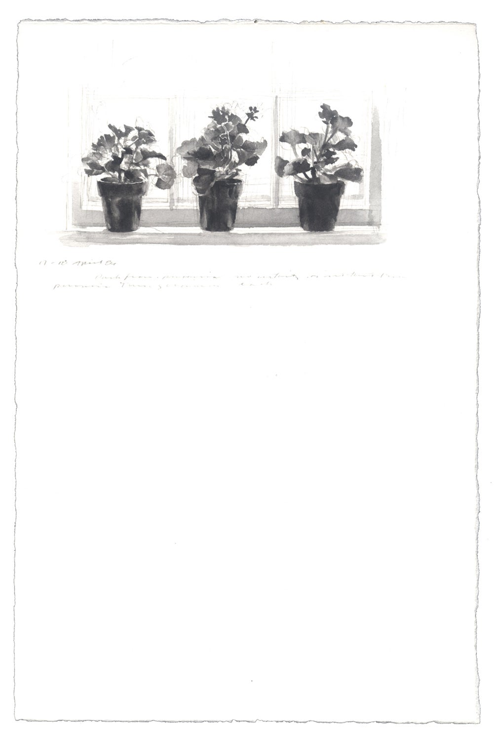 Three Geraniums: 17-18 April 1986 image